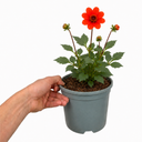 Dahlia Dahlegria Orange Plant (3L Pot)