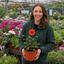 Dahlia Dahlegria Orange Plant (3L Pot)