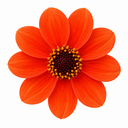 Dahlia Dahlegria Orange Plant (3L Pot)