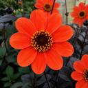 Dahlia Dahlegria Orange Plant (3L Pot)