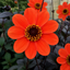 Dahlia Dahlegria Orange Plant (3L Pot)
