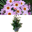 Dahlia Dahelgria Pink Flame