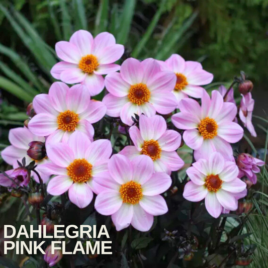 Dahlia 'Dahlegria Pink Flame' in flower, single pale pink daisy-like blooms with orange centres