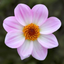 Dahlia Dahelgria Oink Flame