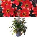 Dahlia Dahelgria Orange Plant