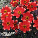 Dahlia Dahelgria Orange Plant