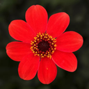 Dahlia Dahelgria Orange Plant
