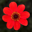 Dahlia Dahelgria Orange