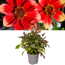 Dahlia Dahelgria Sunrise Plant