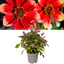 Dahlia Dahelgria Sunrise