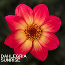 Dahlia Dahelgria Sunrise Plant