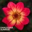 Dahlia Dahelgria Sunrise
