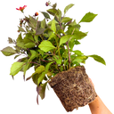 Dahlia Dahelgria Sunrise Plant