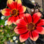 Dahlia Dahelgria Sunrise
