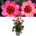 Dahlia Dahelgria Tricolour Plant