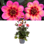 Dahlia Dahelgria Tricolour