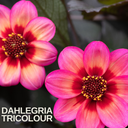 Dahlia Dahelgria Tricolour Plant