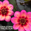 Dahlia Dahelgria Tricolour