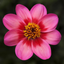 Dahlia Dahelgria Tricolour
