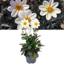 Dahlia Dahelgria White Plant