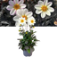Dahlia Dahelgria White