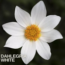 Dahlia Dahelgria White Plant