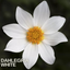 Dahlia Dahelgria White