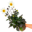 Dahlia Dahelgria White Plant
