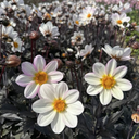 Dahlia Dahelgria White Plant