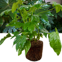Fatsia Japonica Plant