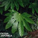 Fatsia Japonica Plant