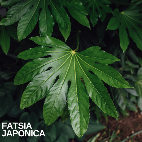Tropical Garden Plants