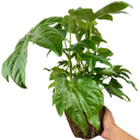 Fatsia Japonica Plant