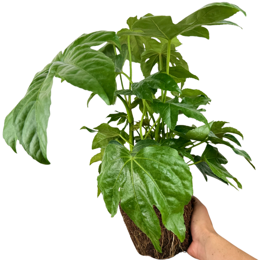 Fatsia japonica – Japanese Aralia (3L Pot)