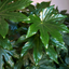 Fatsia Japonica