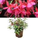 19cm Plant