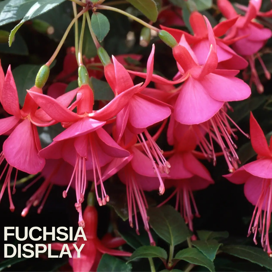 Hanging sprays of single cerise-pink fuchsia flowers with long stamens and green buds, name caption below