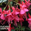 Fuchsia Display - 19cm