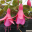 Fuchsia Display - 19cm