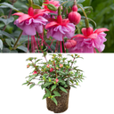 19cm Plant