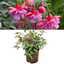 Fuchsia Heidi Anne - 19cm