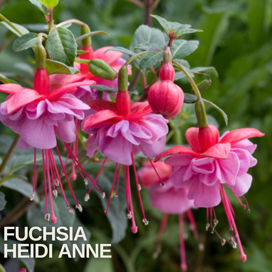 Double fuchsia flowers with red sepals and pink-mauve skirts hanging from arching stems, name caption