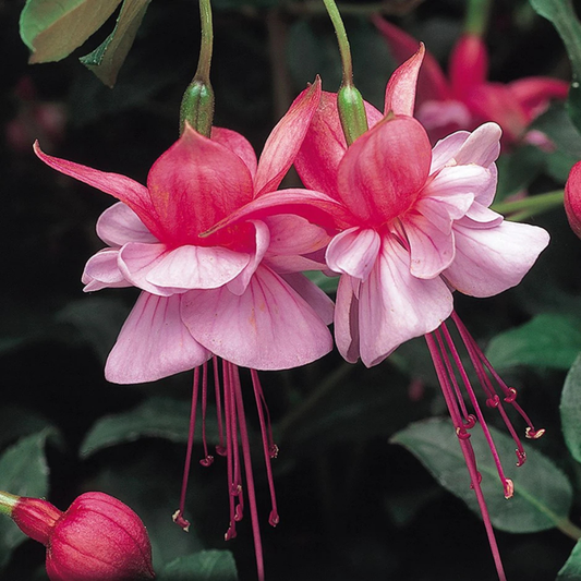 Fuchsia 'Heidi Ann' – Upright Bush Fuchsia (3L Pot)