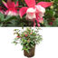 Fuchsia Patio Princess - 19cm