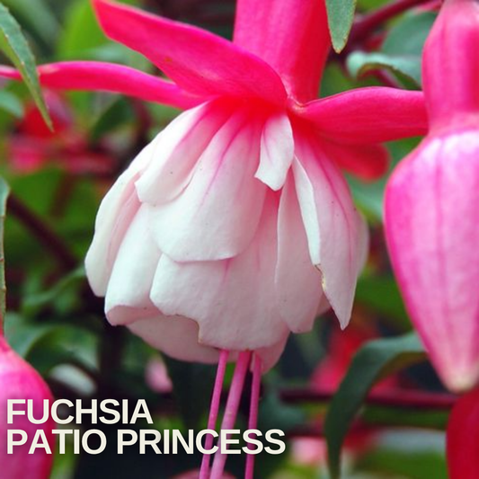 Double fuchsia with bright red sepals and a white petticoat of petals, deeper pink blooms behind