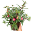 Fuchsia Patio Princess - 19cm