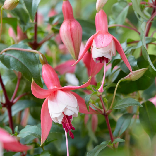 Fuchsia 'Patio Princess' – Upright Bush Fuchsia (3L Pot)