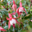 Fuchsia Patio Princess - 19cm