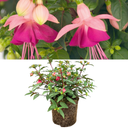 19cm Plant