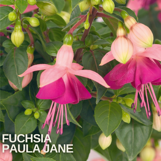 Fuchsia with pale pink sepals and magenta skirts, plump buds and glossy leaves, name caption below